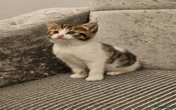 Mixed Breed cats for sale: Beautiful British shorthair kittens - Image 7