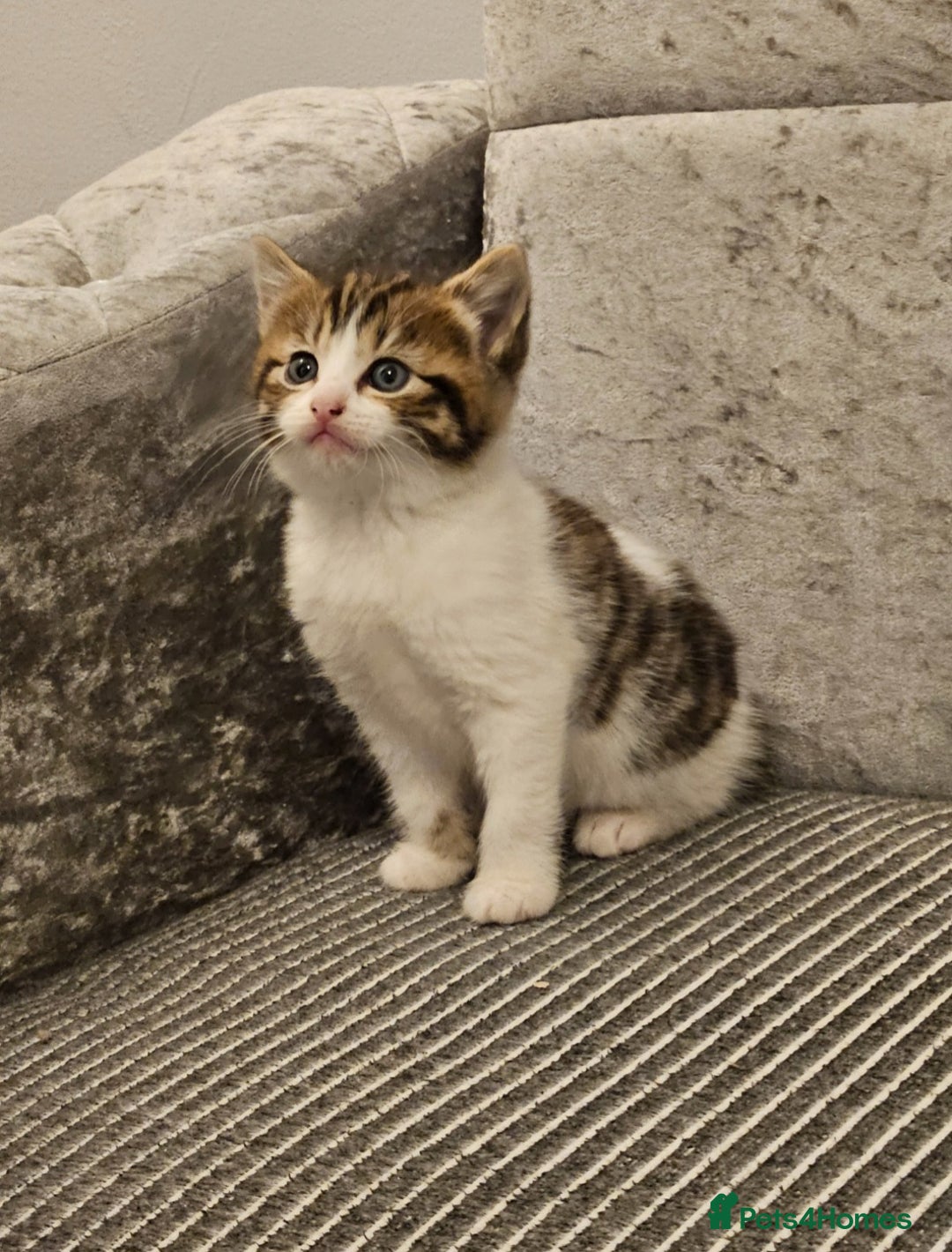 Mixed Breed cats for sale: Beautiful British shorthair kittens - Image 7