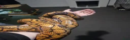 Boa Snake reptiles for sale: Adult Brazilian Rainbow Boa - Advert 2