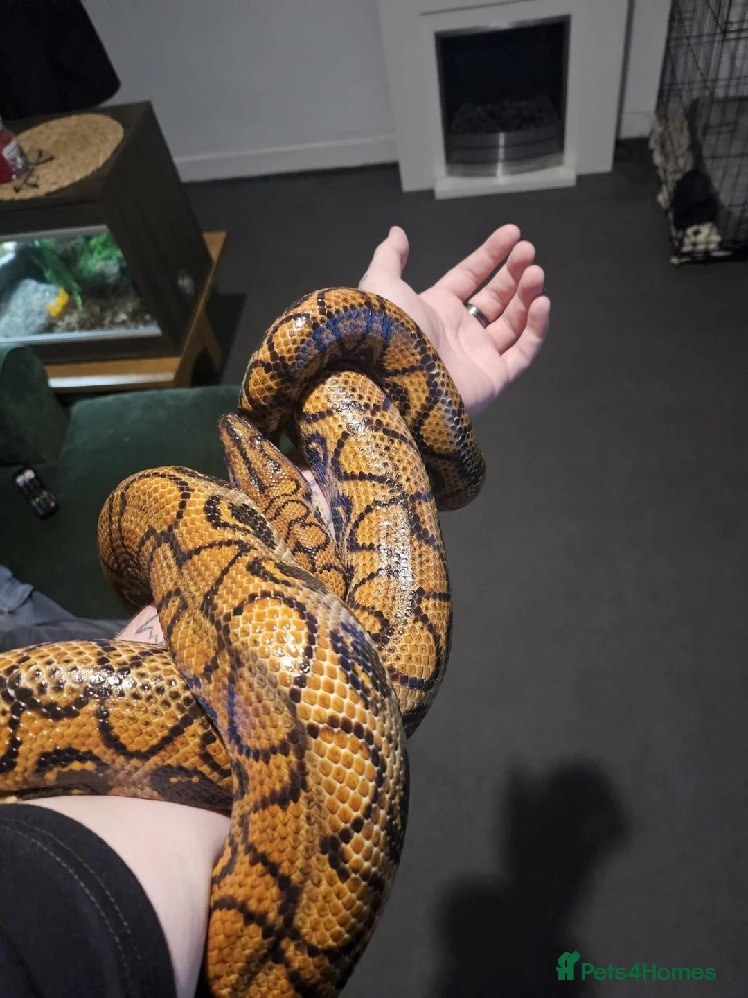 Boa Snake reptiles for sale: Adult Brazilian Rainbow Boa - Advert 2