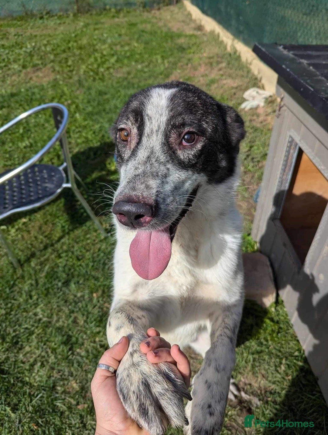 Mixed Breed dogs for adoption: Jeremy for adoption - Advert 2