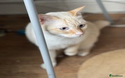 Siamese cats for sale: Ariel - Rescue Siamese - Image 18