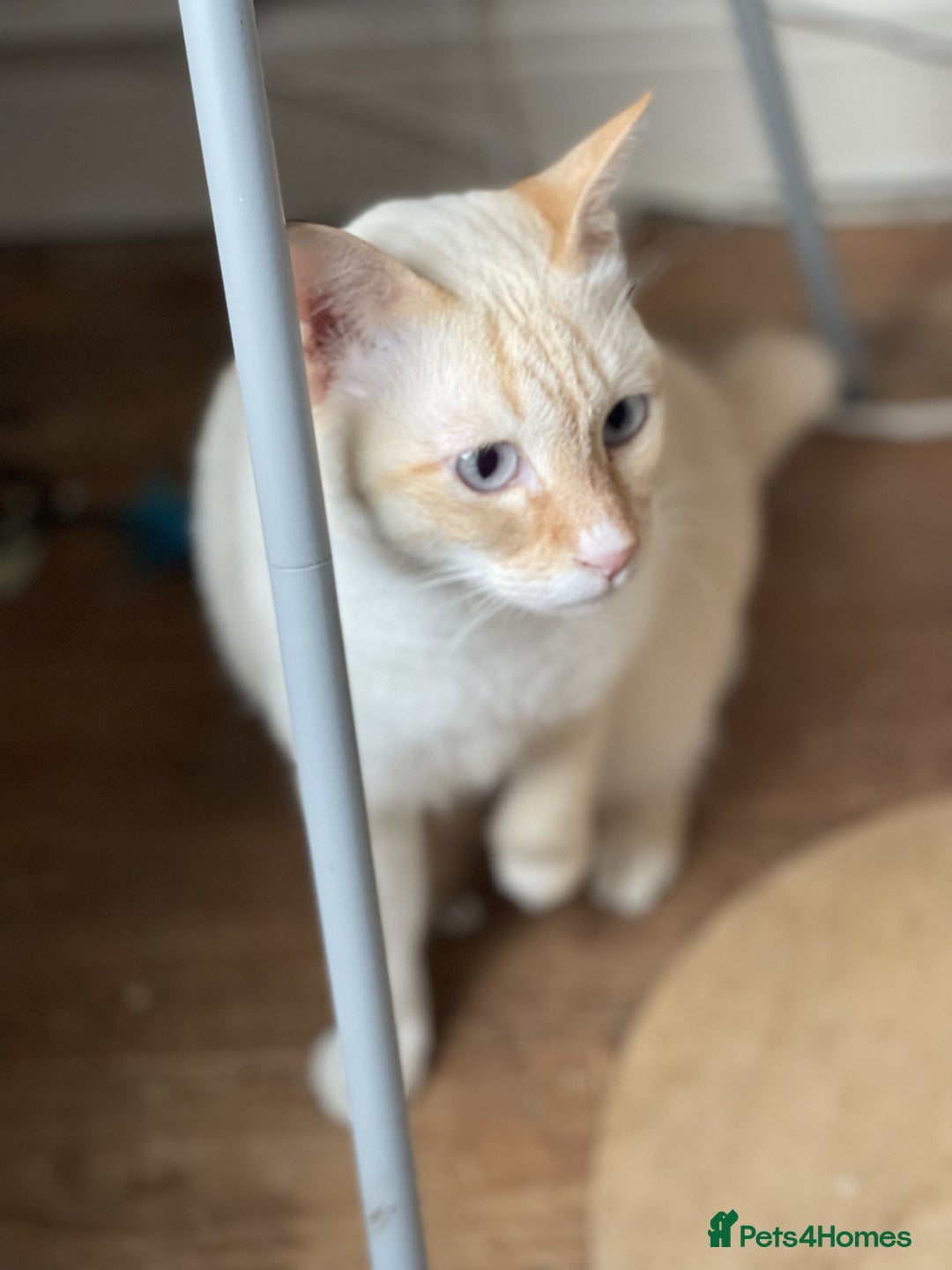 Siamese cats for sale: Ariel - Rescue Siamese - Image 18