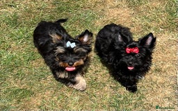 Yorkshire Terrier dogs for sale: Tiny Boys !!! Pedigrees !!! in Coventry - Image 9