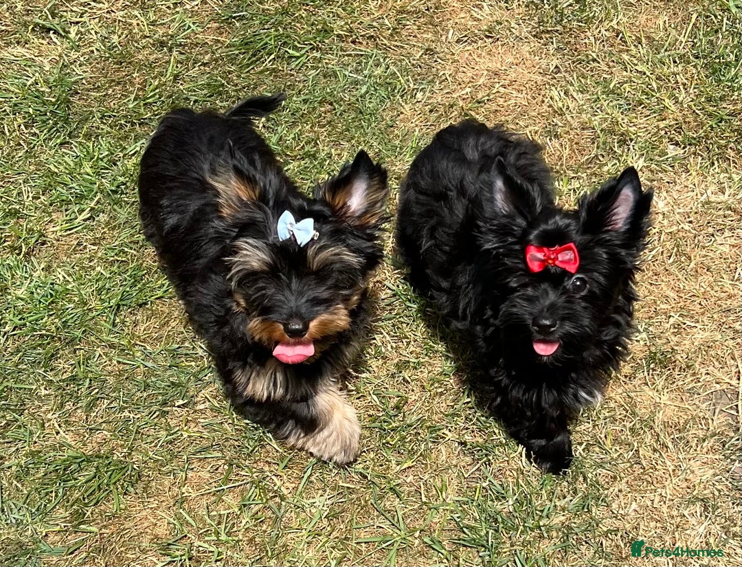 Yorkshire Terrier dogs for sale: Tiny Boys !!! Pedigrees !!! in Coventry - Image 9