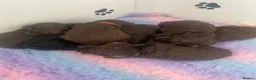 Cockapoo dogs for sale: Beautiful F1b cockapoos - Advert 16