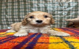 Cockapoo dogs for sale: Cockapoo puppies beautiful colours  - Image 26