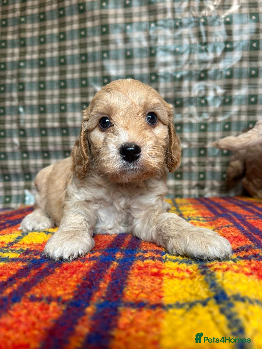 Cockapoo dogs for sale: Cockapoo puppies beautiful colours  - Image 26