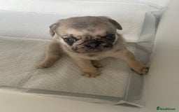 Pug dogs for sale: Pug Puppies  - Image 11
