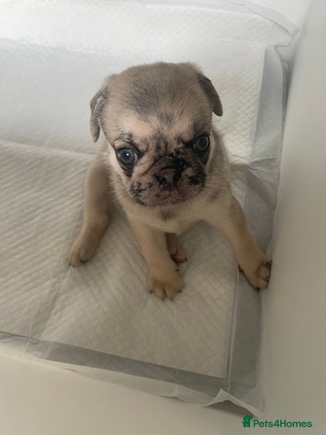 Pug dogs for sale: Pug Puppies  - Image 11