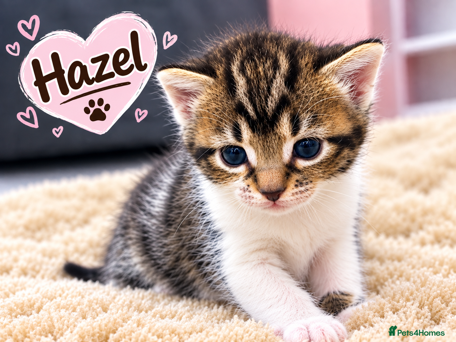 Mixed Breed cats AVAILABLE NOW: Maine Coon Mix Kittens - Advert 2