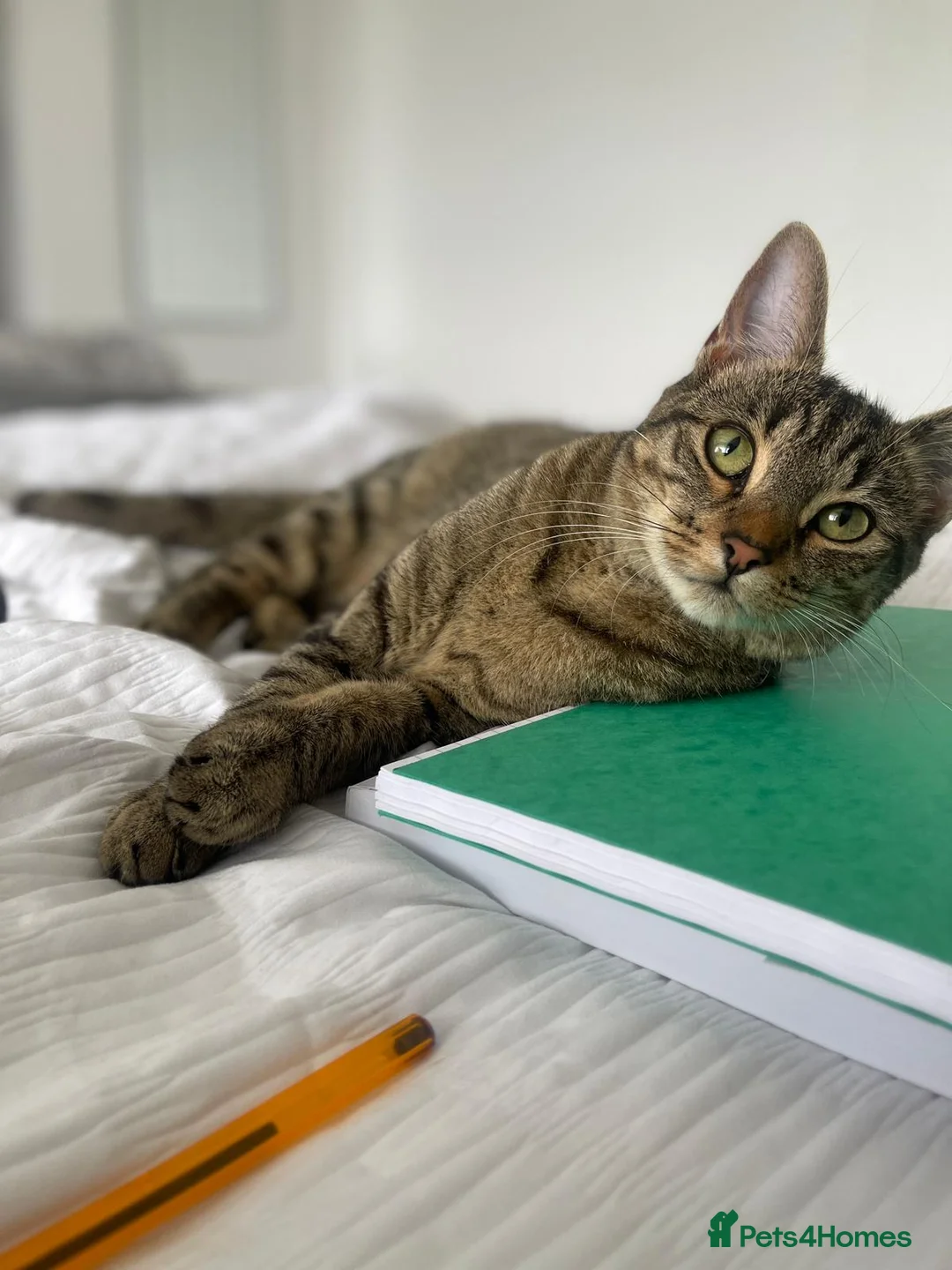 Domestic Shorthair cats for sale: Beautiful Cat  - Advert 2