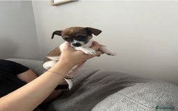 Chihuahua dogs for sale: Adorable Chihuahua Pups Looking for Loving Homes - Image 6