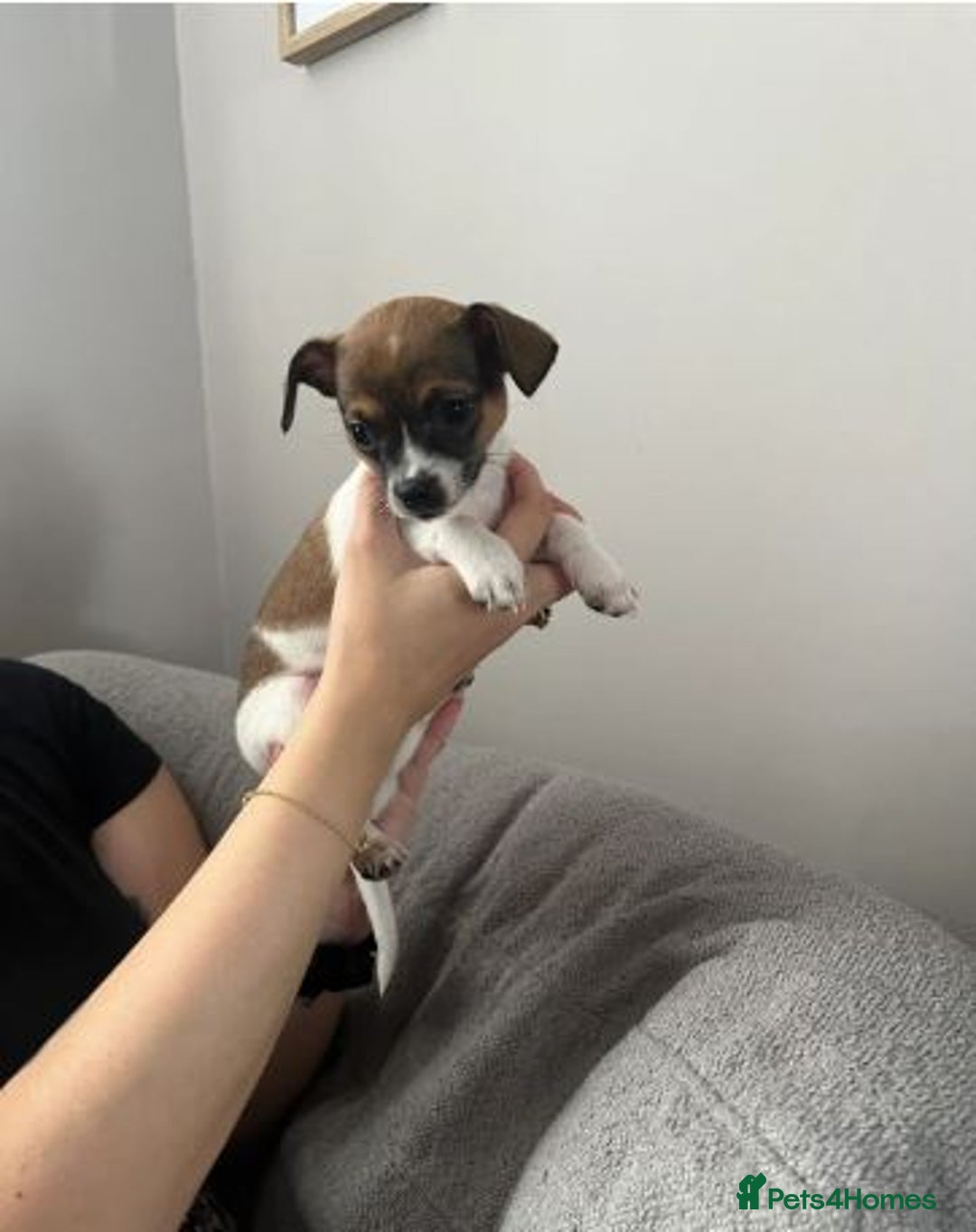 Chihuahua dogs for sale: Adorable Chihuahua Pups Looking for Loving Homes - Image 6