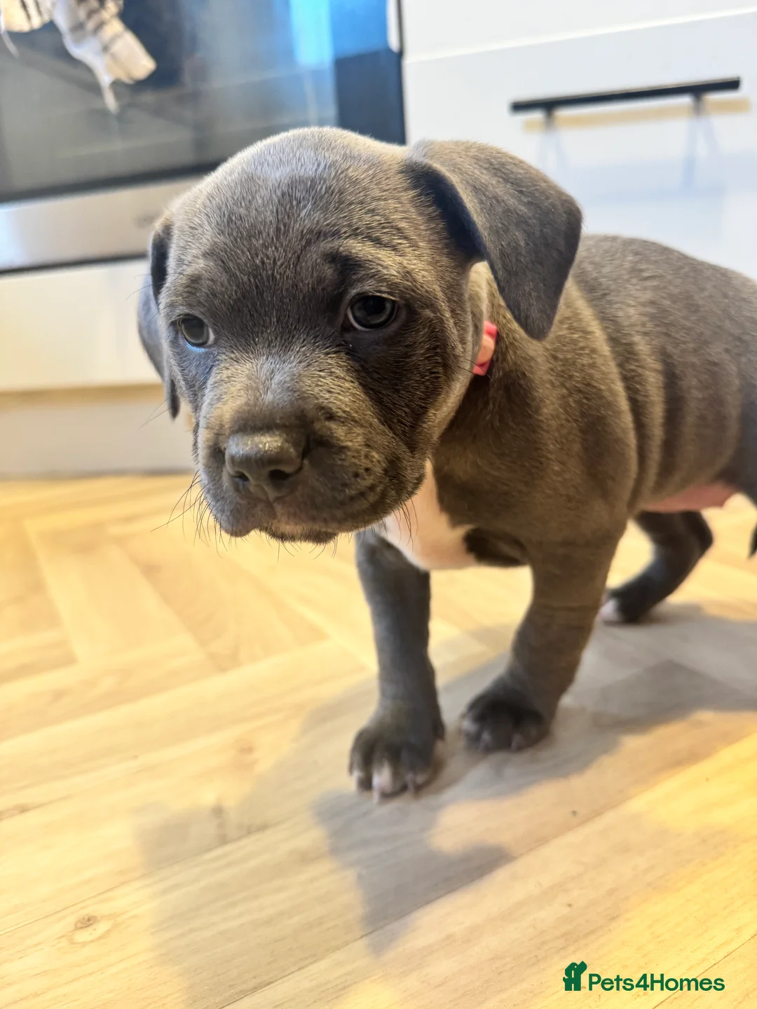 Staffordshire Bull Terrier dogs for sale: Stunning pure blue staffy pups 💙🩷 - Advert 9