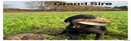 Labrador Retriever dogs for sale: *READY NOW* Stunning KC girls, tested&many FTCH/Ws - Advert 26