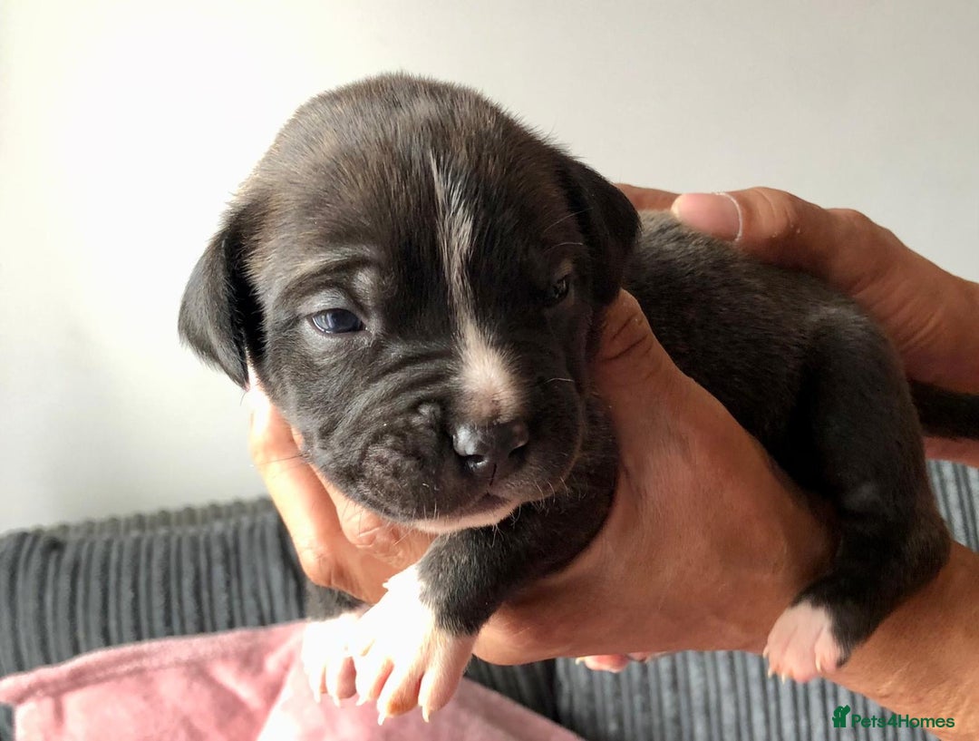 Mixed Breed dogs for sale: American bulldogs  - Image 10
