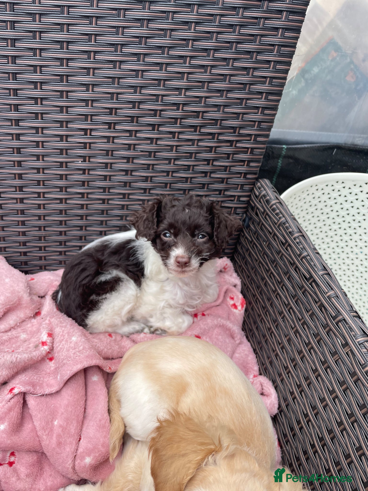 Cockapoo dogs Miniature cockapoos for sale  - Advert 2