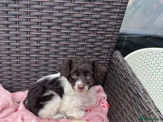 Cockapoo dogs Miniature cockapoos for sale - Advert 2