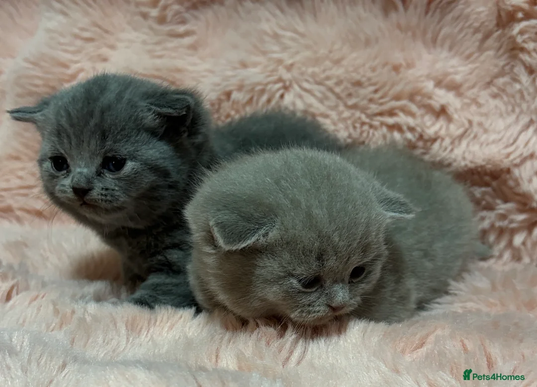 British Shorthair cats for sale: Beautiful British short hair kittens  - Advert 35
