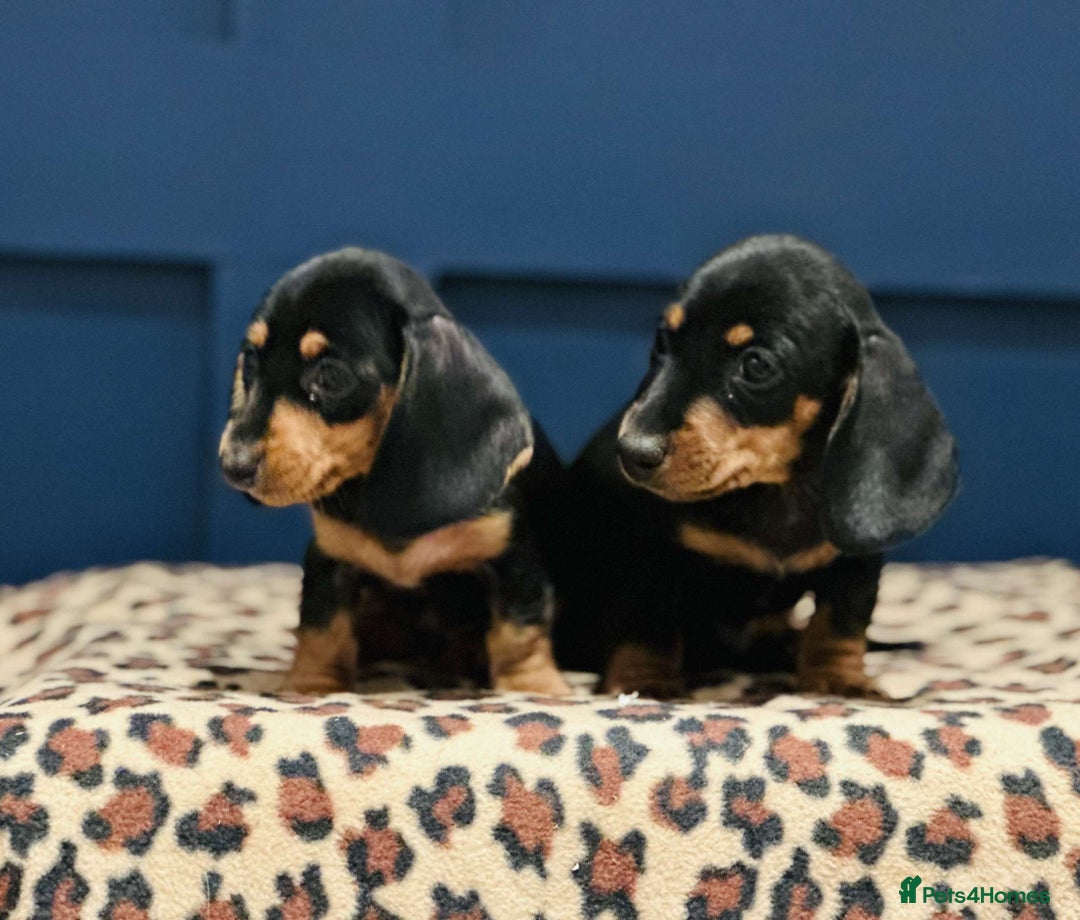 Miniature Dachshund dogs for sale: Short Haired Miniature Dachshunds - Image 11