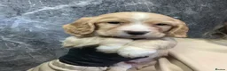 Cocker Spaniel dogs for sale: KC Reg Cocker Spaniel Puppies DNA Tested  in Aberdeen - Advert 5