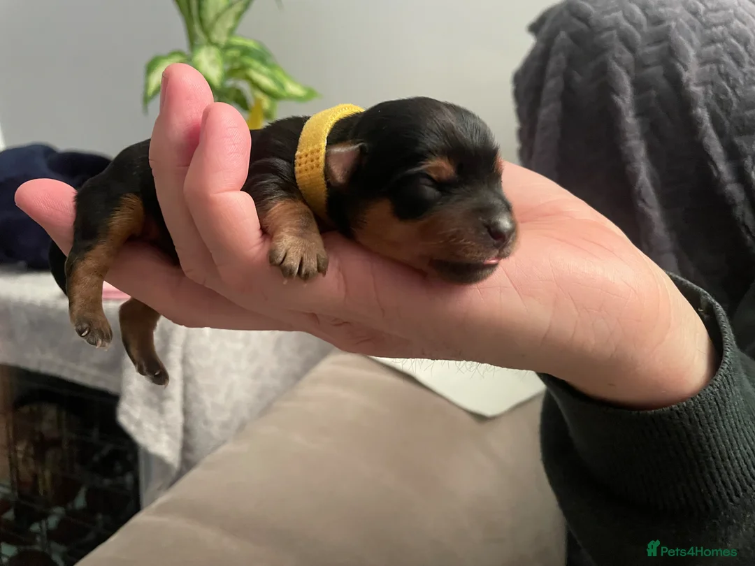 Yorkshire Terrier dogs for sale: Yorkshire Terrier puppies for sale in Hemel Hempstead - Advert 29