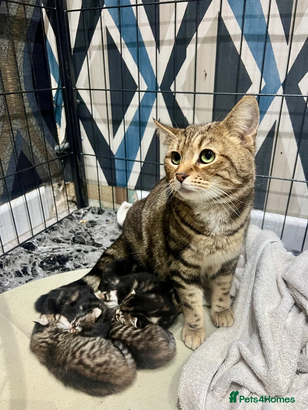 Bengal cats for sale: Bengal x kittens  - Advert 6