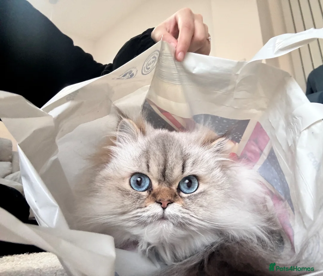 Persian cats for sale: Beautiful female persian cat  - Advert 3