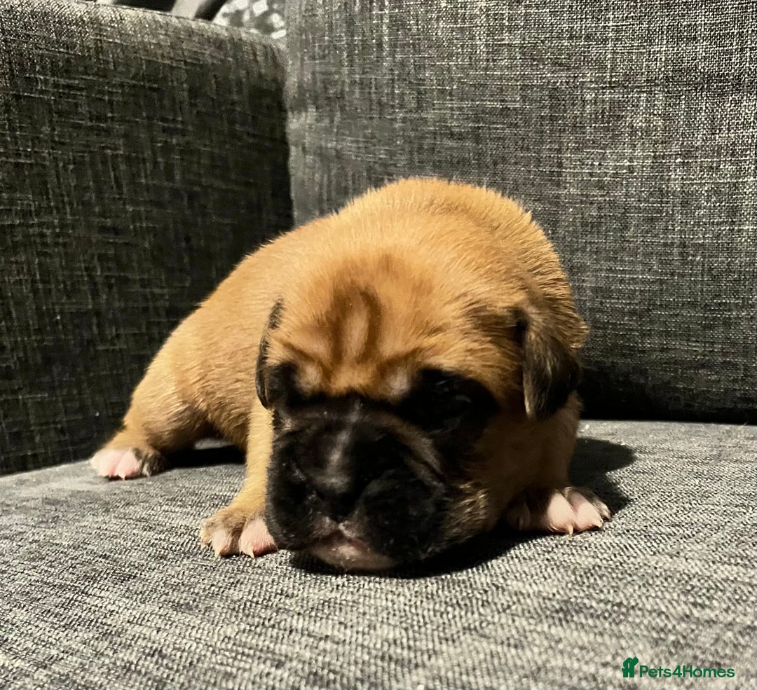 Boxer dogs for sale: Beautiful bob/tailed litter pure boxers  - Advert 32