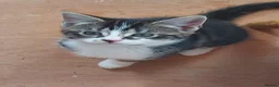 Mixed Breed cats for sale: Kitten beautiful colours =D - Advert 6