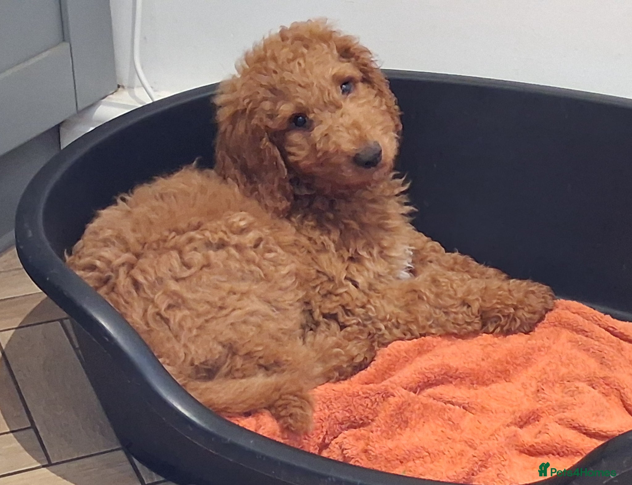 Mixed Breed dogs 1 Gorgeous Aussidoodle wanting to be re-homed  - Advert 2