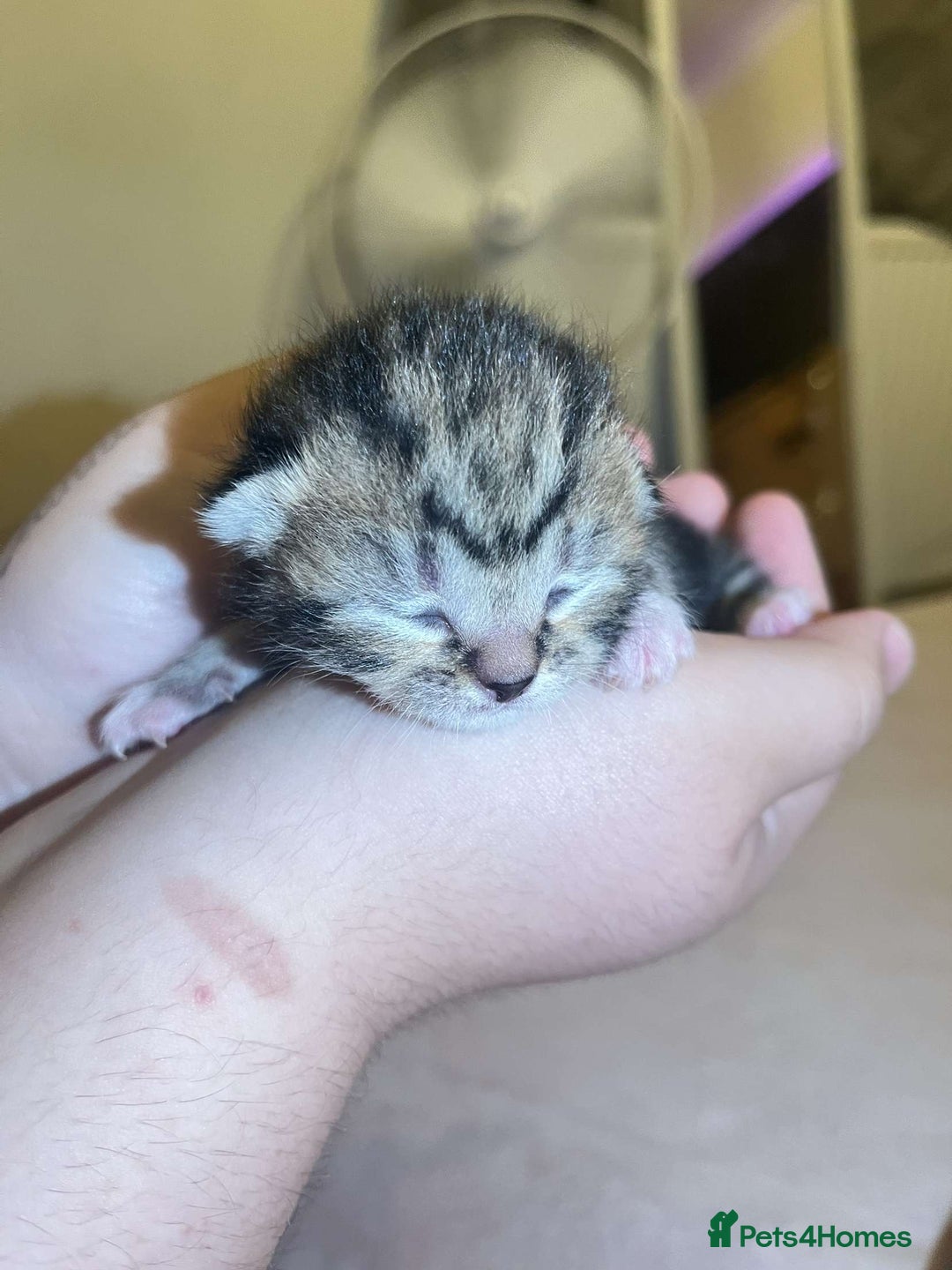 Mixed Breed cats for sale: 5 mixed breed newborn kittens  - Image 14