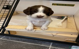 English Springer Spaniel dogs for sale: Kc reg working springer spaniel  - Image 8