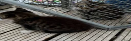 Mixed Breed cats for sale: 5 kittens looking for forever homes  - Advert 13