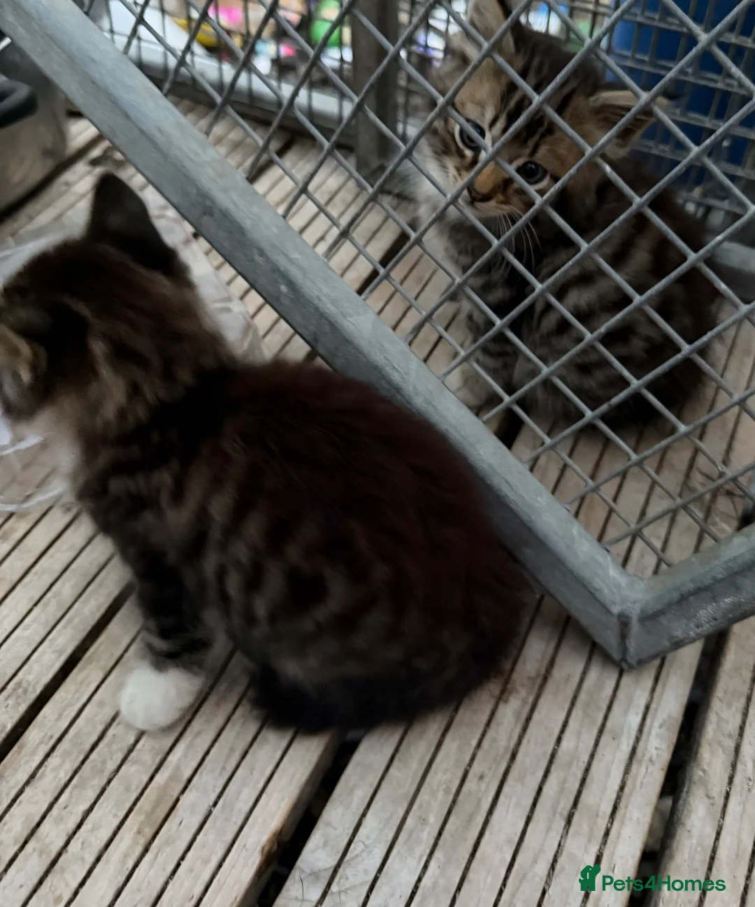 Mixed Breed cats for sale: 5 kittens looking for forever homes  - Advert 13
