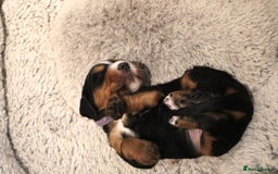 Cocker Spaniel dogs for sale: Male Working Cocker Spaniel Puppies for sale - Image 3