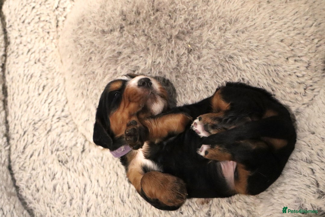 Cocker Spaniel dogs for sale: Male Working Cocker Spaniel Puppies for sale - Image 3