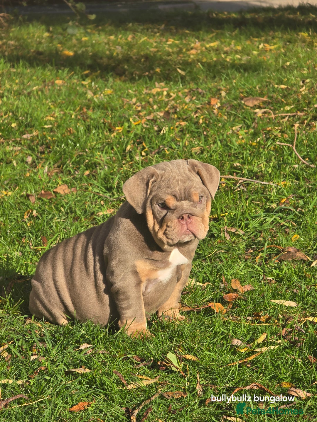 English Bulldog dogs for sale: Lilac & tan full suit - Advert 4
