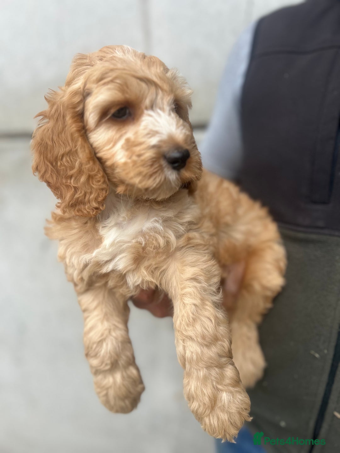Cockapoo dogs for sale: Cockapoo Puppies - Image 2