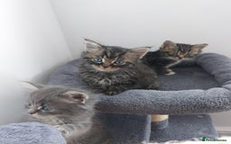 Mixed Breed cats for sale: 3 gorgeous boys - Image 9