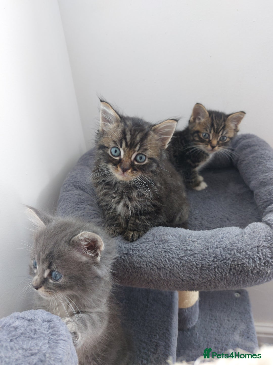 Mixed Breed cats for sale: 3 gorgeous boys - Image 9