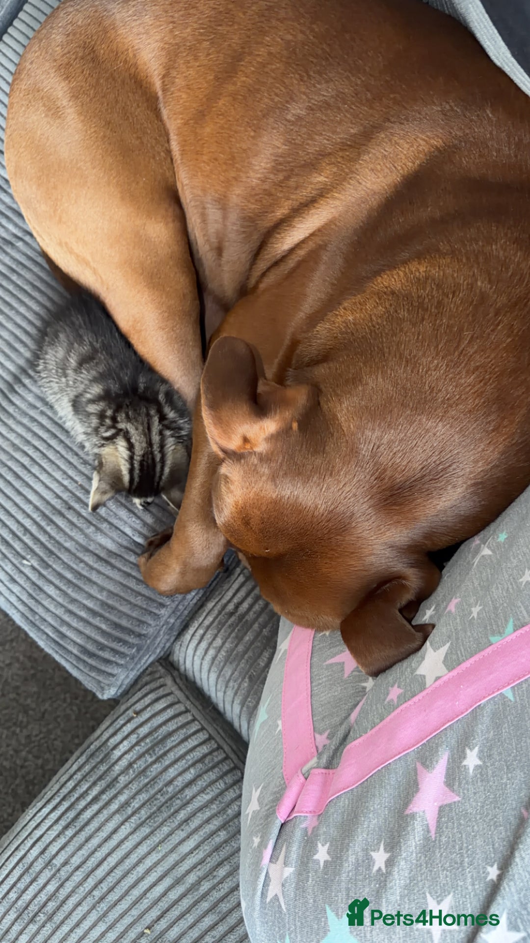 Mixed Breed cats for sale: Male and female must go together  - Advert 12