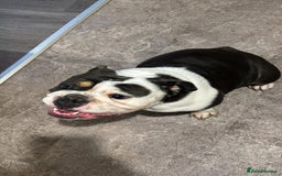 English Bulldog dogs for sale: British bulldog for sale - Image 7