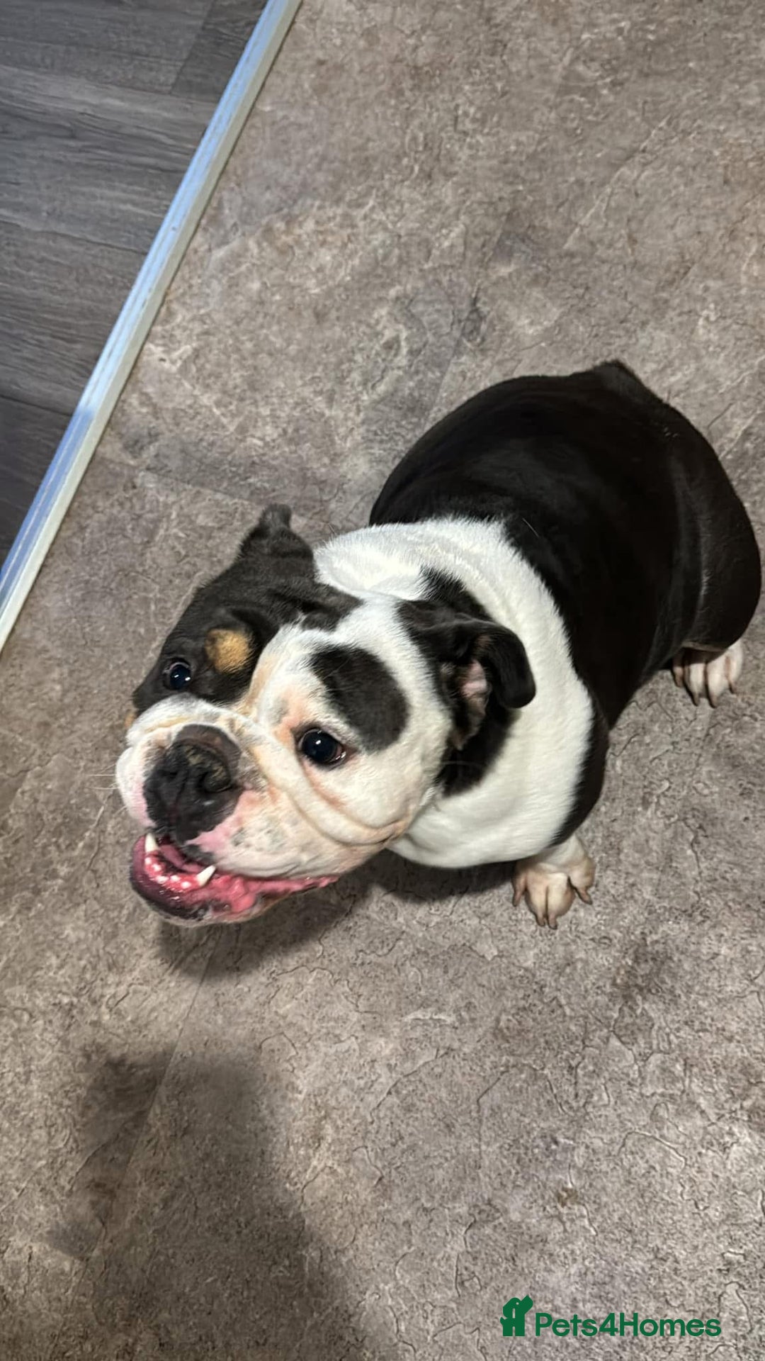 English Bulldog dogs for sale: British bulldog for sale - Image 7