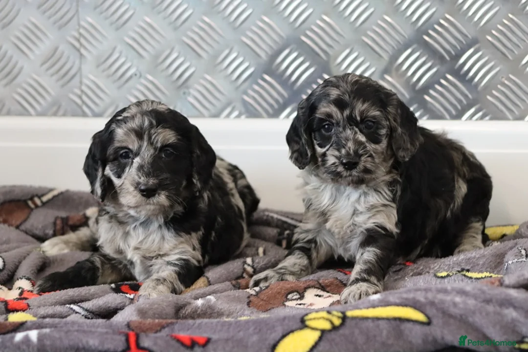 Cockapoo dogs for sale: F1 Cockapoo puppies for sale! - Advert 22