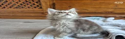 Maine Coon cats for sale: GCCF Maine Coone's 🏆 Champion Bloodline - Advert 10
