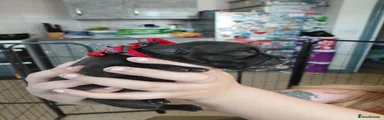 Staffordshire Bull Terrier 7
