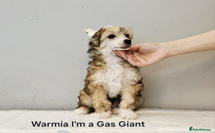 Chinese Crested dogs - Advert 1