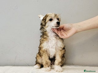 Chinese Crested dogs - Advert 1